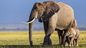 Reines de la savane