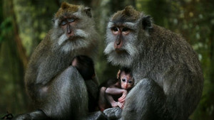 Le voyage du singe d'Amérique du Sud