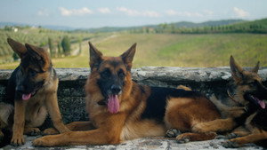 Les chiens ne font pas des chats