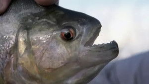 Le piranha