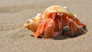 Seashore
