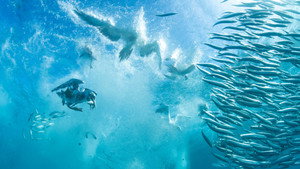 Les animaux marins