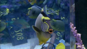 Nager avec les requins