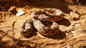 Serpents du Pacifique