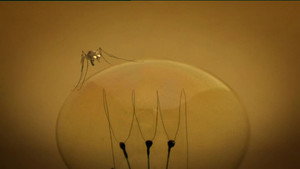 The Mosquito