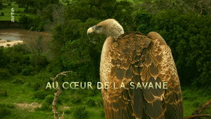 In The Heart of the Savanna
