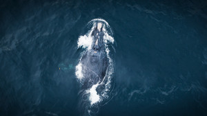 Whales
