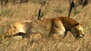 Sauver le tigre à dents de sabre