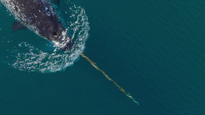 Arctic Ocean