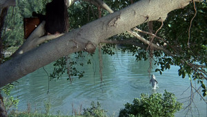 Flipper and the Elephant (3)