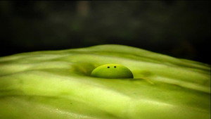 Lettuce
