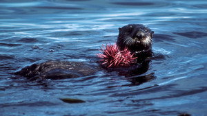 Monterey Bay