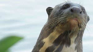 Giant Otter Refuge
