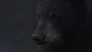 A Bear's Thanksgiving