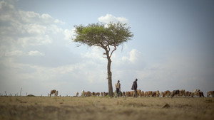 The Environmental Impacts