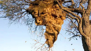 Les architectes de la nature