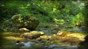 The Caterpillar and the Brook
