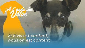 Si Elvis est content, nous on est content