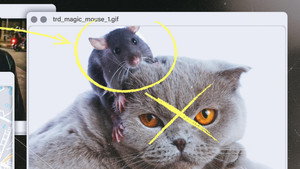 Cat and Mouse