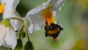 The Pollinators