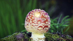Do Fungi Rule Us?