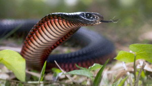 Serpents venimeux d’Australie