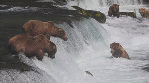 Le voyage de l'ours d'Amérique du Nord