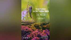 The Moor