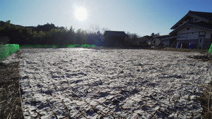 Shimi-konnyaku, Ibaraki
