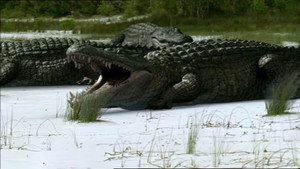 Super-croc