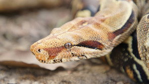 Serpents d'Amérique