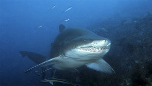 Grey Nurse Shark