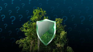 Comment rendre les forêts plus résistantes au feu ?