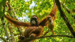 Les animaux de la jungle