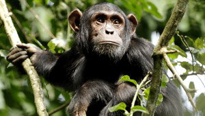 Le royaume de King kong