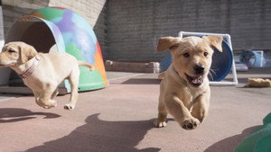 Rencontre avec les chiens