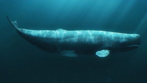 Requins ou cachalots : survivre seuls ou à plusieurs