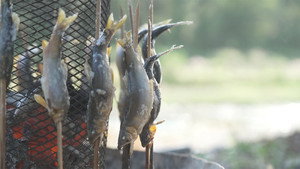For the Love of Akigawa's Sweetfish