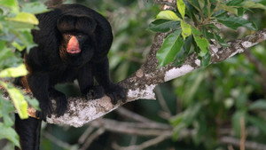 Amazon Monkey