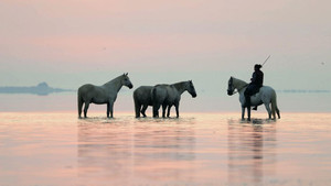 Le voyage du cheval d'Eurasie