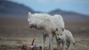 La reine des loups