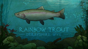 Rainbow Trout: Derbyshire Wye