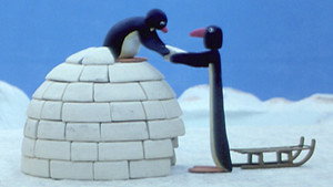 Pingu construit son igloo
