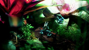 Famille de grenouilles venimeuses