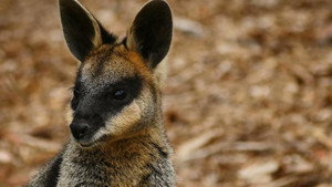 Le voyage du kangourou d'Australie
