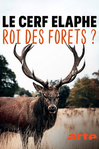 Le cerf élaphe, roi des forêts ?