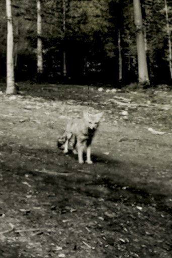Última filmagem da Raposa Cinzenta Argentina