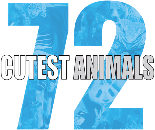 72 Cutest Animals logo