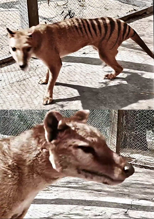 Tasmanian Tiger in Colour
