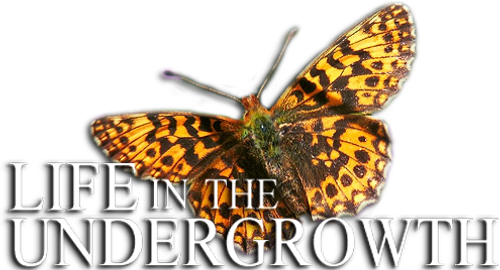 Life in the Undergrowth logo